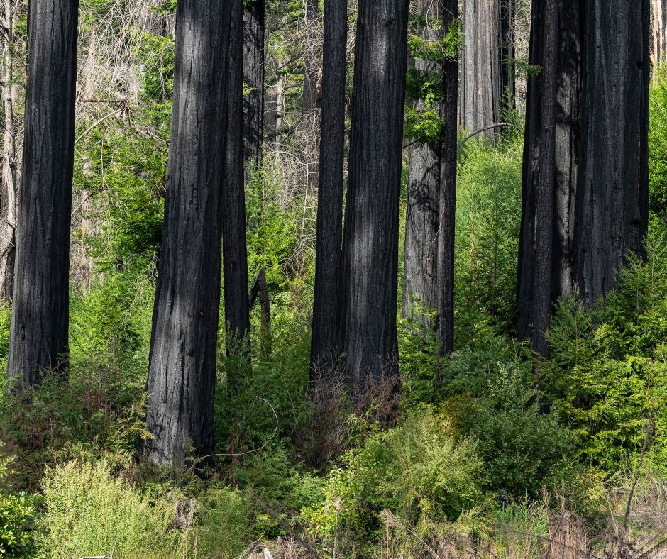 Big Basin Redwoods State Park